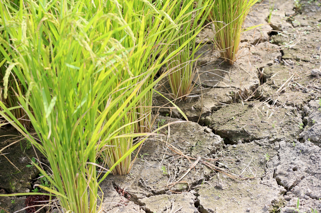 水不足で荒れる田畑